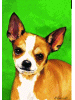[Chihuahua Dog Banner]