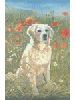 [Dog In Poppies Banner]