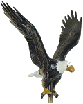 [Natural Color Eagle]