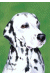 [Dog banners]