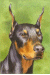 [Dog banners]